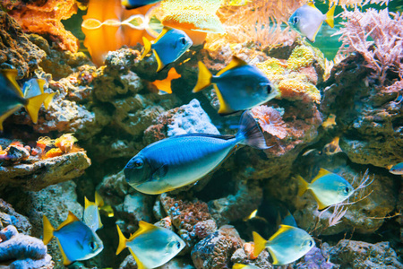 水下 水肺 水族馆 动物 浮潜 海洋 盐水 颜色 珊瑚 宠物