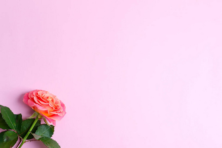 粉红色背景下鲜花盛开的玫瑰构成的角落节日画框