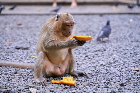 饥饿的猴子预备，从人身上取食物