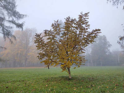 风景 公园 树叶 秋天 植物区系 自然 前景 美丽的 颜色