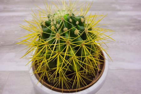 室内植物 生长 园艺 花的 沙漠 植物学 花园 自然 颜色