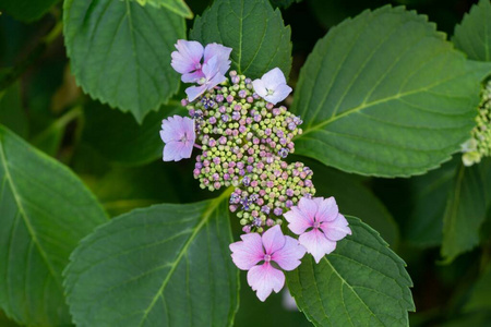 植物 美女 美丽的 公园 自然 花园 园艺 植物区系 落下