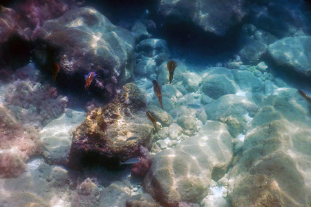 水下 深的 全景图 自然 盐水 鱼群 学校 海底 生活 暗礁