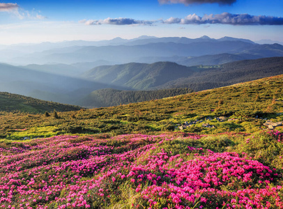 收获 阿尔卑斯山 草坪 季节 旅行 植物学 杜鹃花 纹理