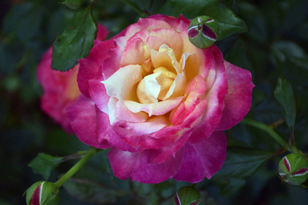 特写镜头 玫瑰 情人 夏天 粉红色 墙纸 花瓣 花的 植物
