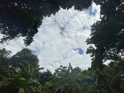 环境 森林 春天 草地 风景 植物 美丽的 夏天 公园 领域