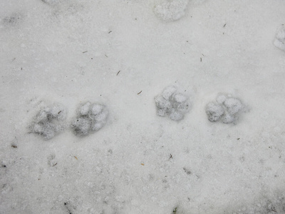自然 纹理 材料 冰冷的 冬天 季节 足迹 钉子 踪迹 特写镜头