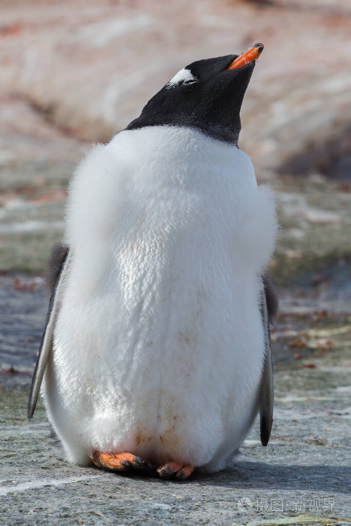 石滩上的一只亚北极企鹅南极半岛南极洲