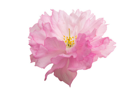 美女 粉红色 花瓣 花园 春天 开花 樱桃 自然 美丽的