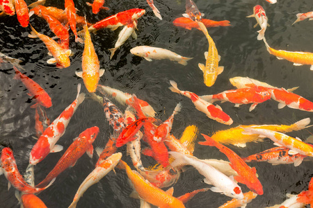 红,橙,白三色的鱼在水里游泳.照片