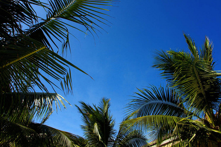 植物 旅行 夏天 风景 天空 美丽的 自然 棕榈