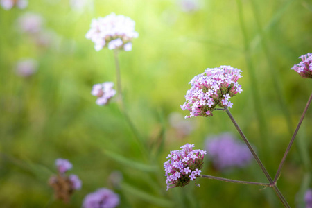 开花 花束 花的 夏天 生长 报春花 颜色 植物区系 纹理