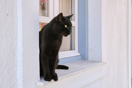 成年漂亮的黑猫公猫坐在窗台上望向侧面摄影图
