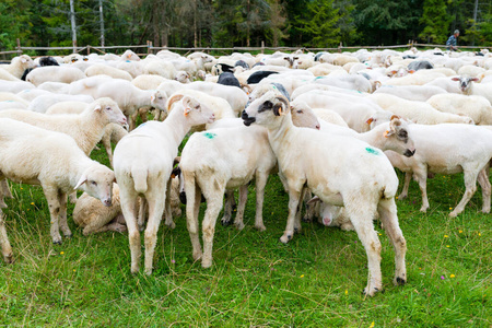 土地 羊毛 羔羊 吃草 牧场 毛茸茸的 农事 森林 风景