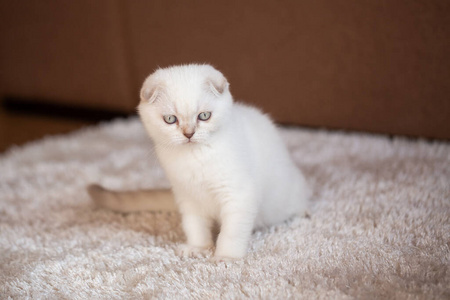 斑猫 放松 毛茸茸的 自然 猫科动物 哺乳动物 肖像 宠物