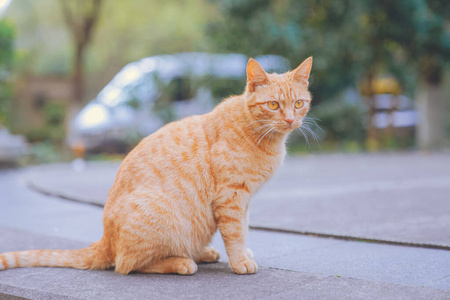 肖像 小猫 猫科动物 夏天 公园 温暖的 宠物 颜色 面对