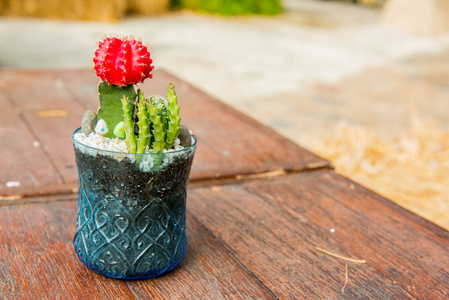 植物 自然 风景 仙人掌 植物区系 花的 颜色 纹理 美丽的