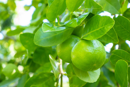 水果 柑橘 食物 种植园 作物 维生素 特写镜头 收获 农业