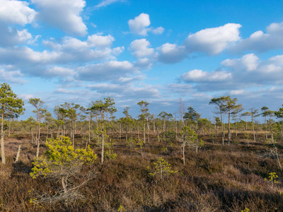 湿地 拉脱维亚 国家的 公园 自然 旅行 土地 风景 反射