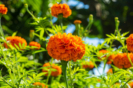 颜色 墙纸 植物 盛开 领域 春天 花园 花的 夏天 法国人