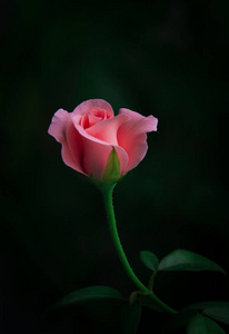植物 特写镜头 玫瑰 美女 浪漫 花园 礼物 花瓣 浪漫的