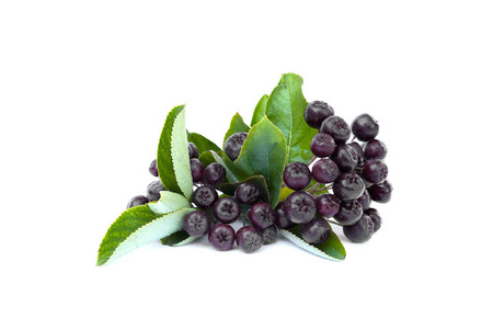 简单的 黑莓 窒息 分支 美味的 夏天 季节 食物 浆果