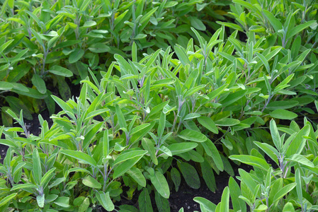 植物区系 芳香 园艺 草本植物 草药 食物 健康 芳香疗法