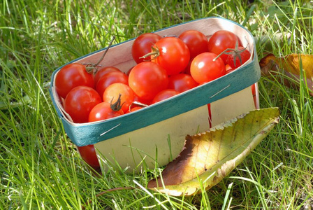 托盘 自然 番茄 包装 草本植物 食物
