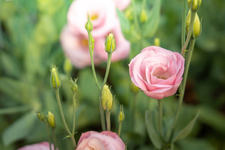 开花 日光 粉红色 植物区系 花园 情人 夏天 玫瑰 花瓣
