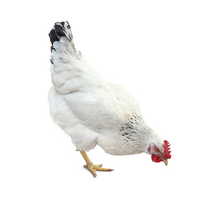 动物群 小鸡 国家 动物 牲畜 活着的 动物学 家禽 梳子