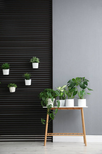 新的 植物学 公寓 地板 房子 家具 生长 室内植物 思想
