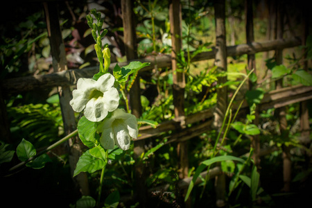 花的 领域 洋甘菊 阳光 开花 季节 草地 土地 草坪 美丽的