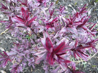 自然 夏天 特写镜头 盛开 花瓣 花的 草地 季节 春天