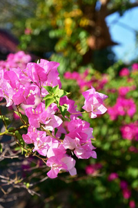 夏天 闪烁 希腊 粉红色 自然 颜色 花园 植物学 盛开