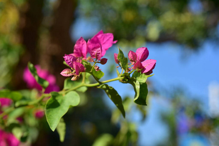 美丽的 夏天 季节 玫瑰 树叶 美女 自然 春天 植物区系