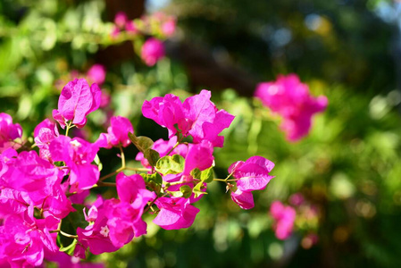植物 开花 紫色 公园 花园 植物区系 春天 美女 夏天