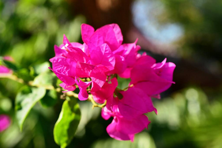 开花 夏天 特写镜头 盛开 颜色 北京 美丽的 阳光 花瓣