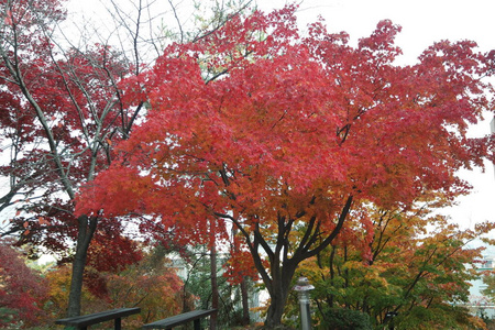 美丽的 秋天 十月 公园 季节 自然 树叶 颜色 沥青 乡村