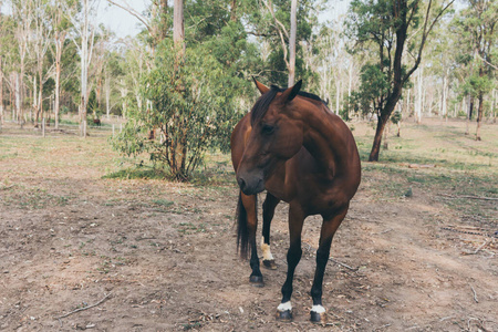 母马 领域 面对 农场 自然 牧场 美女 马术 肖像 澳大利亚