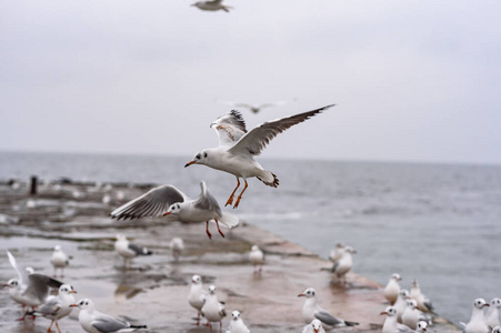 翅膀 飞行 航班 自然 天空 海洋 羽毛 动物 海滩 野生动物