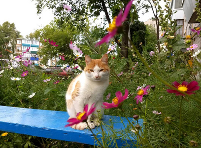 小猫 可爱的 夏天 哺乳动物 自然 毛皮 美丽的 肖像 花园