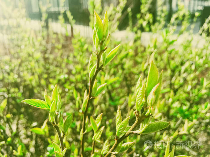 阳光明媚的植物园春叶,自然与环境