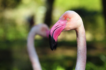 凤凰 肖像 美丽的 自然 鸟类 美女 粉红色 观鸟 颜色