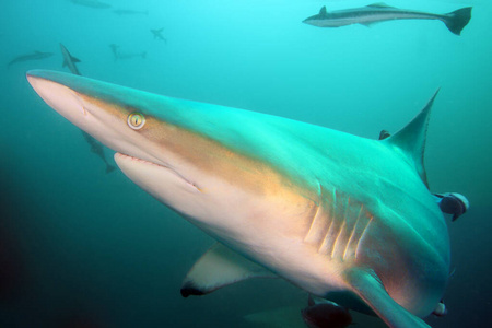 野生动物 水肺 浅滩 不在场 危险的 旅行 自然 鲨鱼 非洲