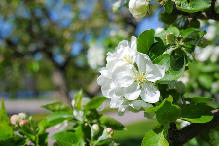 苹果上盛开的花朵树。开花苹果的一个分支。春暖花开的花园。背景模糊。苹果开花早盛开的春天苹果树。春花盛开。