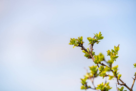 环境 天空 粉红色 春天 盛开 自然 分支 樱桃 植物 园艺