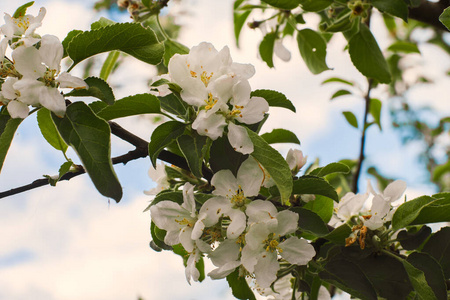 美丽的 植物区系 开花 植物 苹果 天空 自然 生长 分支