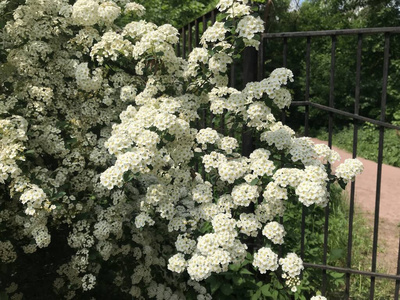 春天 粉红色 花的 灌木 植物区系 季节 盛开 植物 特写镜头