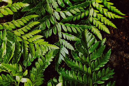 园林中的热带植物叶子作为植物背景,自然和环境照片