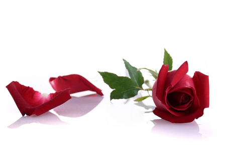 花瓣 浪漫的 玫瑰 庆祝 浪漫 美丽的 自然 植物 香水
